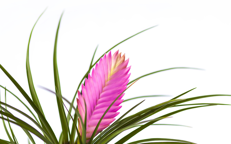 How to Care for Tillandsia Cyanea, living house plants, bayview flowers, daisy ai, ai powered plant care