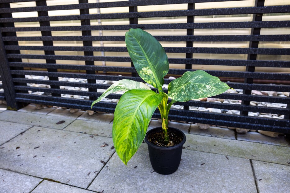 How to Care for Dieffenbachia ‘Big Ben’, living house plants, bayview flowers, daisy ai, ai powered plant care