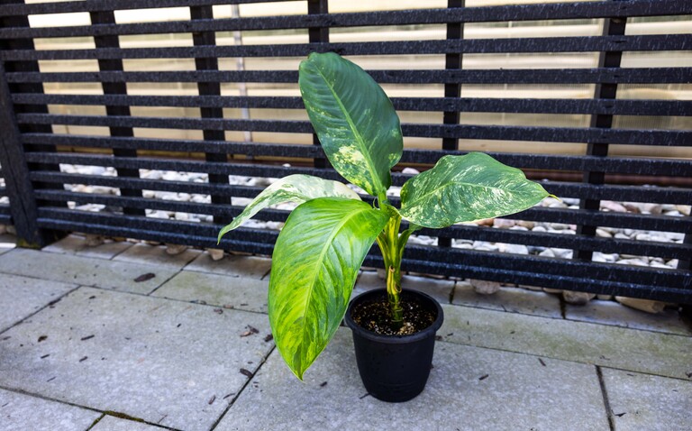 How to Care for Dieffenbachia ‘Big Ben’, living house plants, bayview flowers, daisy ai, ai powered plant care