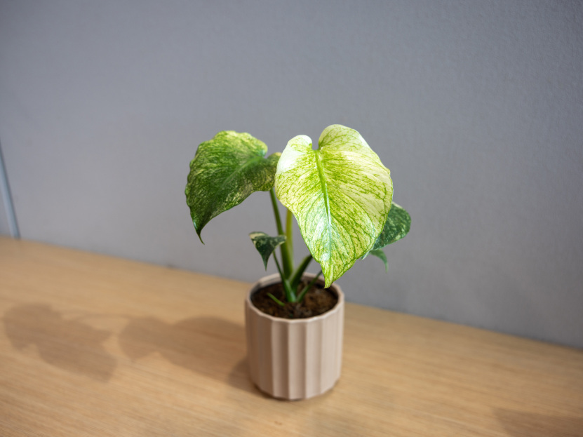 How to Care for Monstera ‘Mint’, living house plants, bayview flowers, daisy ai, ai powered plant care