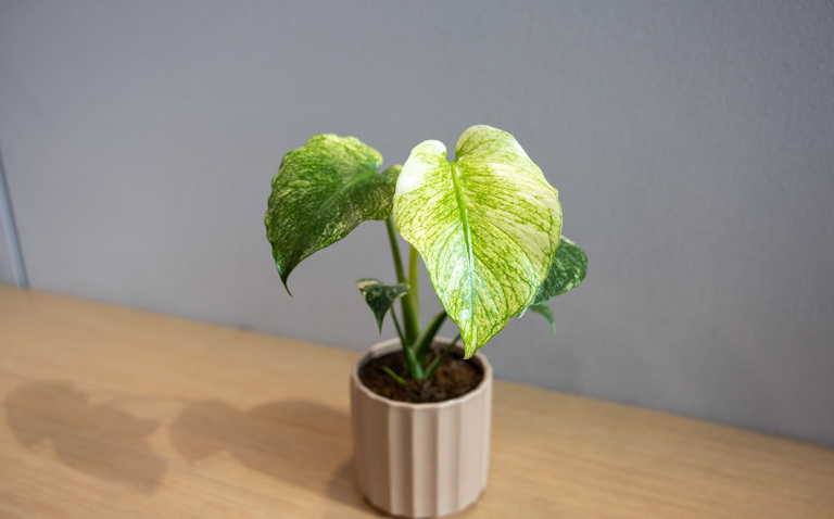 How to Care for Monstera ‘Mint’, living house plants, bayview flowers, daisy ai, ai powered plant care