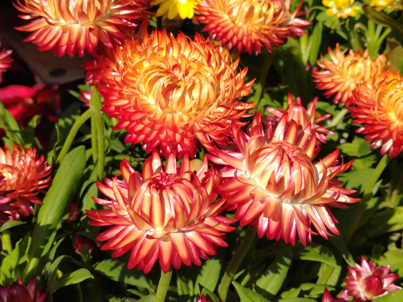 Xerochrysum, plant care, living house plants, bayview flowers, daisy ai, ai powered plant care