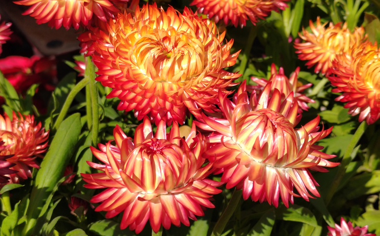 Xerochrysum, plant care, living house plants, bayview flowers, daisy ai, ai powered plant care