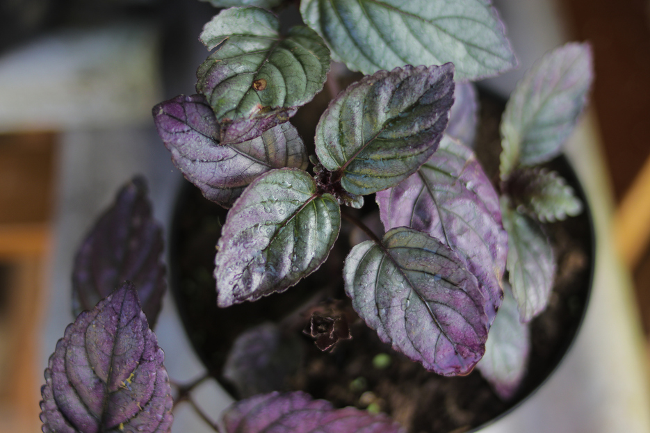 How to care for Purple Waffle Plant, Hemigraphis alternata, living house plants, bayview flowers, daisy ai, ai powered plant care