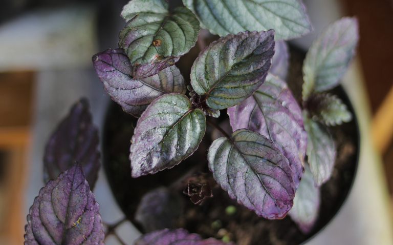 How to care for Purple Waffle Plant, Hemigraphis alternata, living house plants, bayview flowers, daisy ai, ai powered plant care