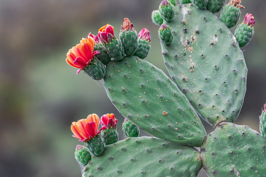 How to care for the Prickly Pear Cactus, Opuntia care, living house plants, daisy ai, bayview flowers, ai powered plant care