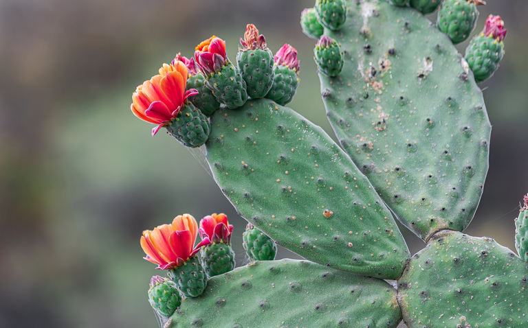 How to care for the Prickly Pear Cactus, Opuntia care, living house plants, daisy ai, bayview flowers, ai powered plant care
