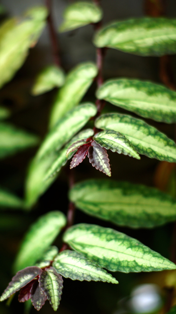 How to care for Pellionia, Pelllionia houseplant care, living house plants, daisy ai, ai powered plant care, bayview flowers