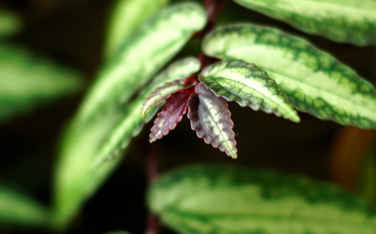 How to care for Pellionia, Pelllionia houseplant care, living house plants, daisy ai, ai powered plant care, bayview flowers