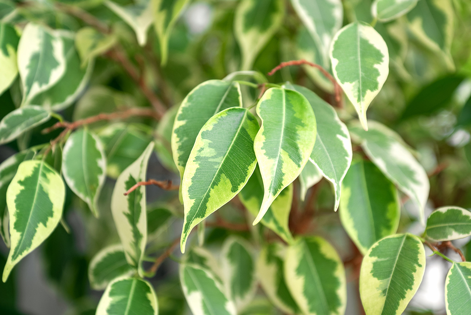 How to care for Ficus Benjamina, Weeping fig care, living house plants, daisy ai, ai powered plant care, bayview flowers