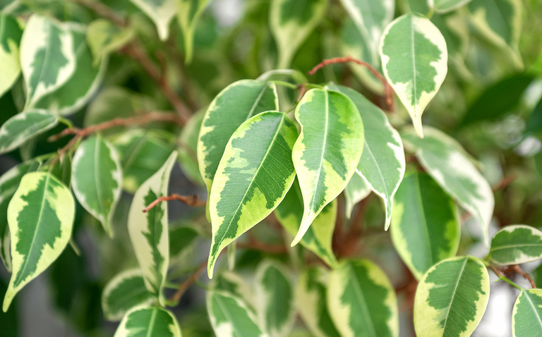 How to care for Ficus Benjamina, Weeping fig care, living house plants, daisy ai, ai powered plant care, bayview flowers