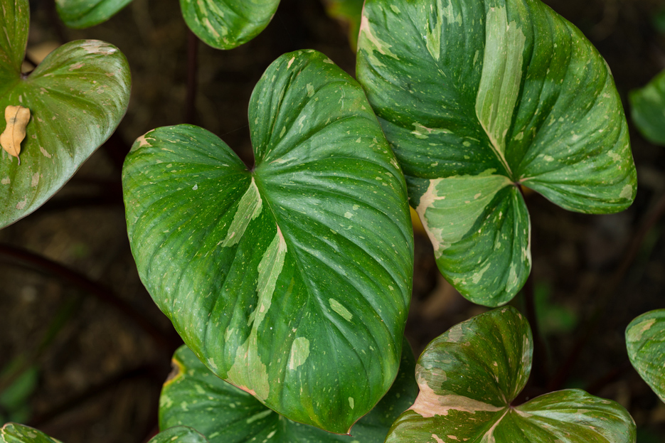 How to care for Homalomena, plant care, living house plants, bayview flowers, daisy ai, ai powered plant care