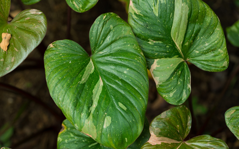 How to care for Homalomena, plant care, living house plants, bayview flowers, daisy ai, ai powered plant care