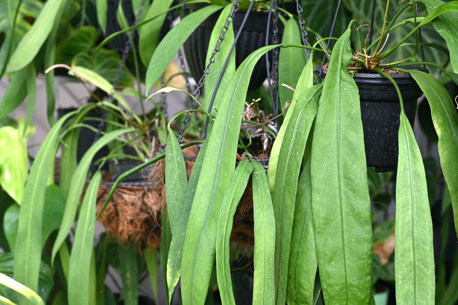 How to care for Anthurium vittarifolium, plant care, living house plants, bayview flowers, daisy ai, ai powered plant care