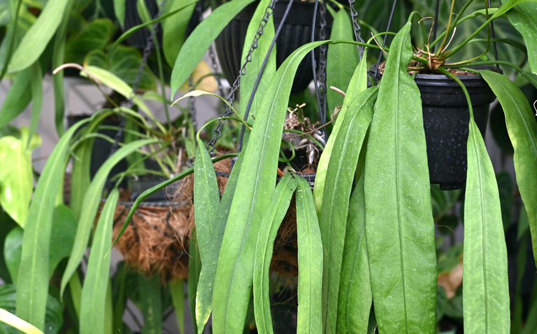 How to care for Anthurium vittarifolium, plant care, living house plants, bayview flowers, daisy ai, ai powered plant care