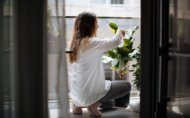 Spring plant care, spring, bayview flowers, living house plants, daisy ai, ai powered plant care 