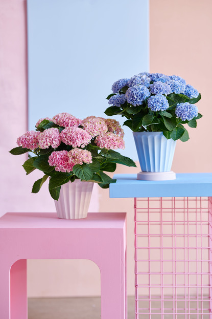 Magical Hydrangea care, Magical Hydrangea, Living house plants, bayview flowers, daisy ai, ai powered plant care