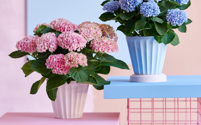 Magical Hydrangea care, Magical Hydrangea, Living house plants, bayview flowers, daisy ai, ai powered plant care