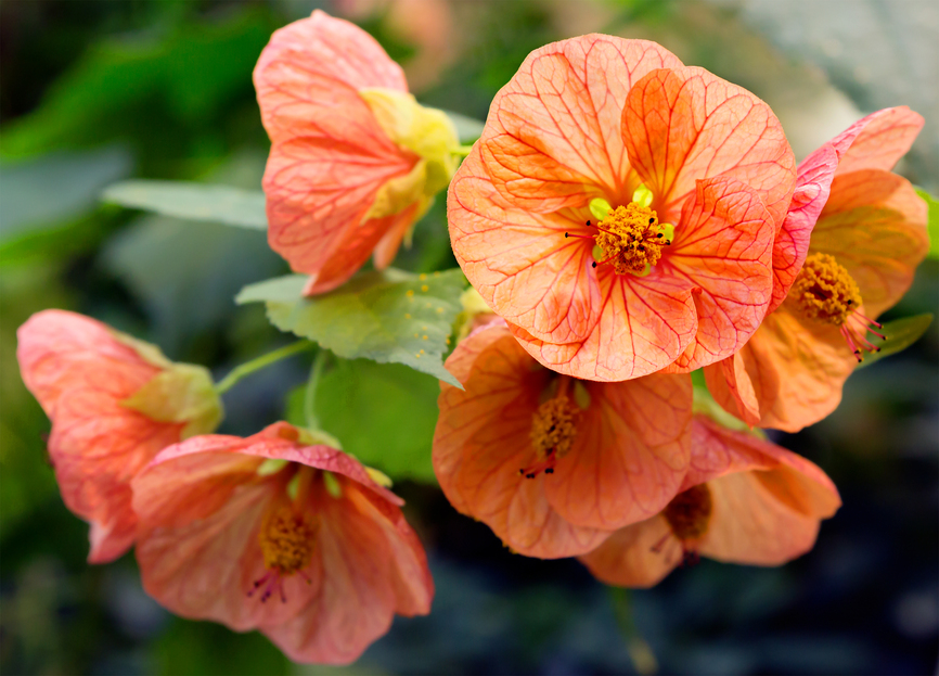 Abutilon plant care, How to care for Abutilon, Abutilon houseplant care, Flowering Maple care, Chinese Lantern plant, Abutilon indoor plant, Abutilon watering, Abutilon lighting requirements, Flowering Maple houseplant, Indoor flowering plants, Living Hou