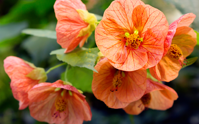 Abutilon plant care, How to care for Abutilon, Abutilon houseplant care, Flowering Maple care, Chinese Lantern plant, Abutilon indoor plant, Abutilon watering, Abutilon lighting requirements, Flowering Maple houseplant, Indoor flowering plants, Living Hou