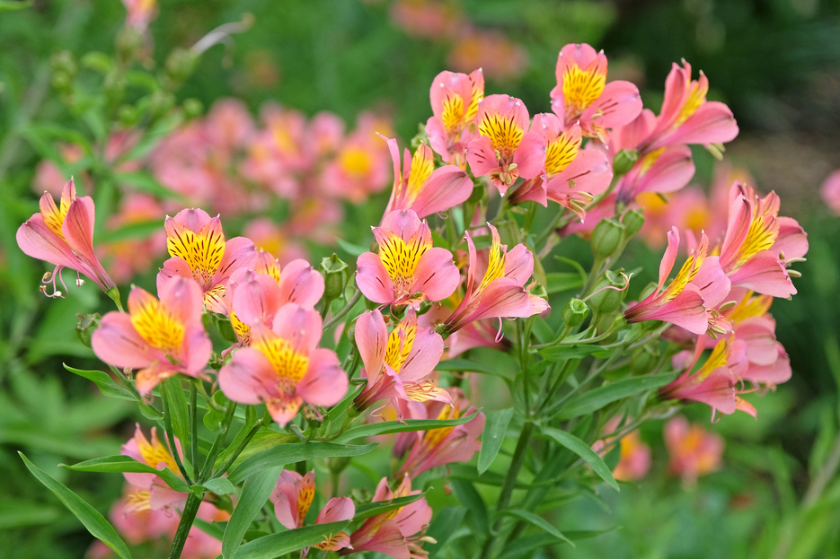 How to care for Alstroemeria, Peruvian Lily care, Alstroemeria houseplant care, Alstroemeria watering, Alstroemeria light requirements, potted Alstroemeria care, indoor flowering plants, Lily of the Incas, Living House plants