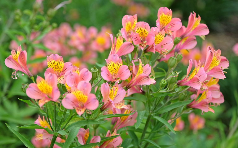 How to care for Alstroemeria, Peruvian Lily care, Alstroemeria houseplant care, Alstroemeria watering, Alstroemeria light requirements, potted Alstroemeria care, indoor flowering plants, Lily of the Incas, Living House plants