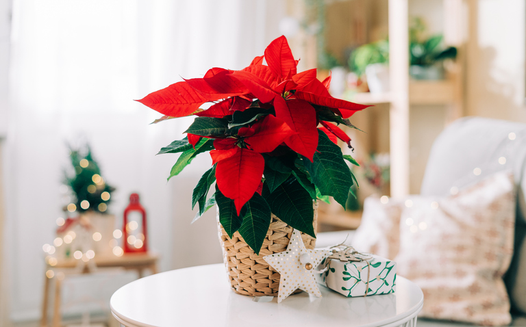 Poinsettia, poinsettia plant care, living house plant care, how to care for my poinsettia