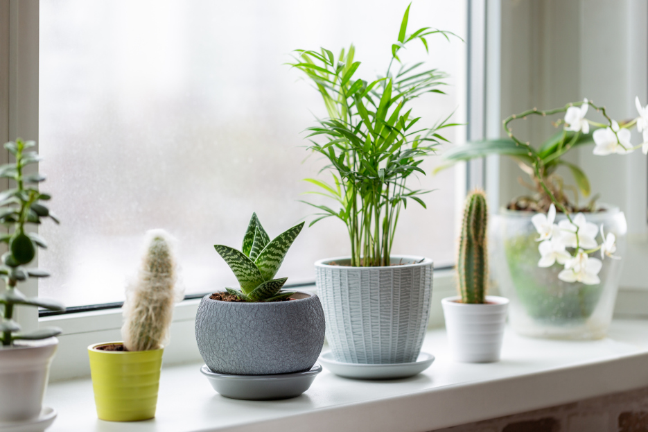 How to care for your houseplants in winter, winter houseplant care, living house plant care 