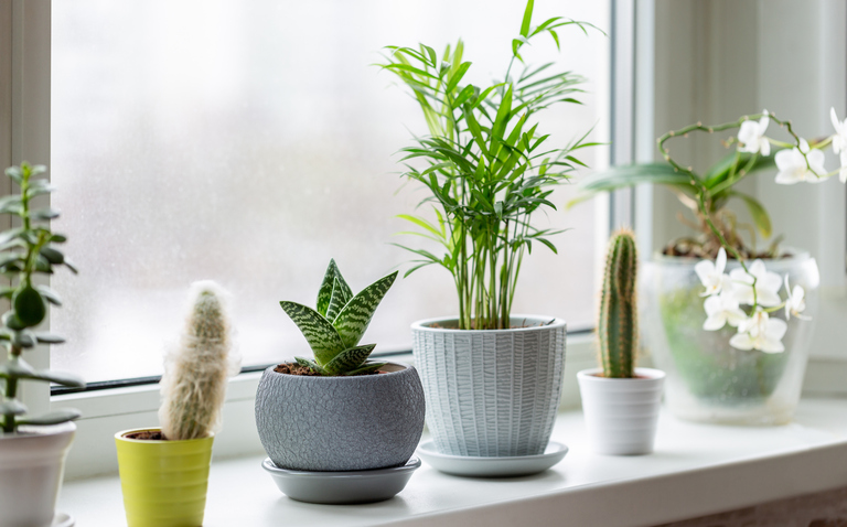 How to care for your houseplants in winter, winter houseplant care, living house plant care 