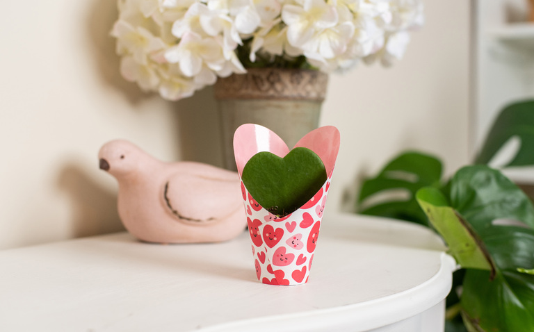 Hoya Heart in Valentines Wrap 