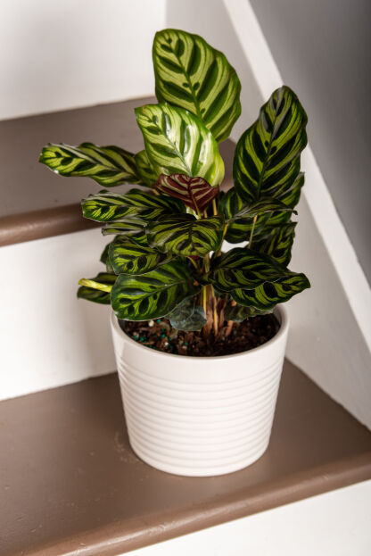 Calathea: How to Grow and Care for Calathea Plants Indoors