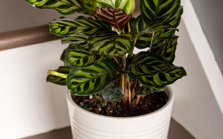 Calathea care