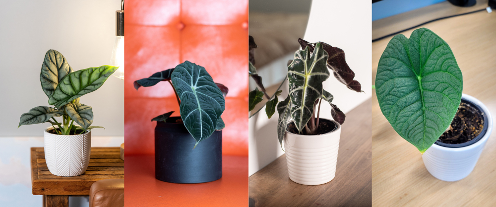 How to care for alocasia, Alocasia care, living house plants, plant care