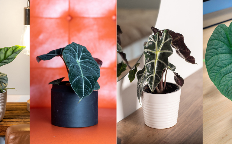 How to care for alocasia, Alocasia care, living house plants, plant care