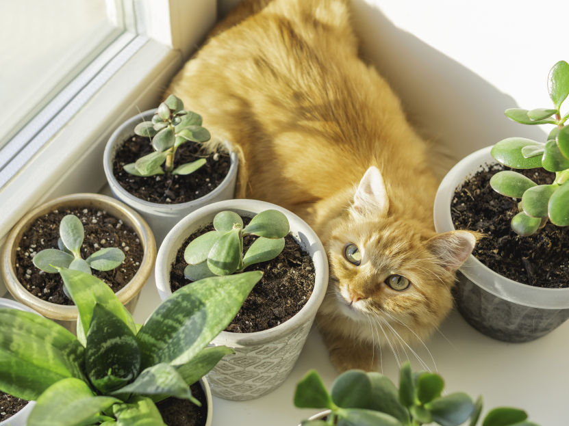 pet safe plants, plants that are safe for pets, pet friendly plants