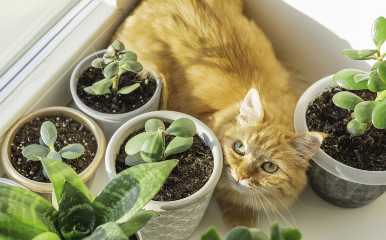 pet safe plants, plants that are safe for pets, pet friendly plants