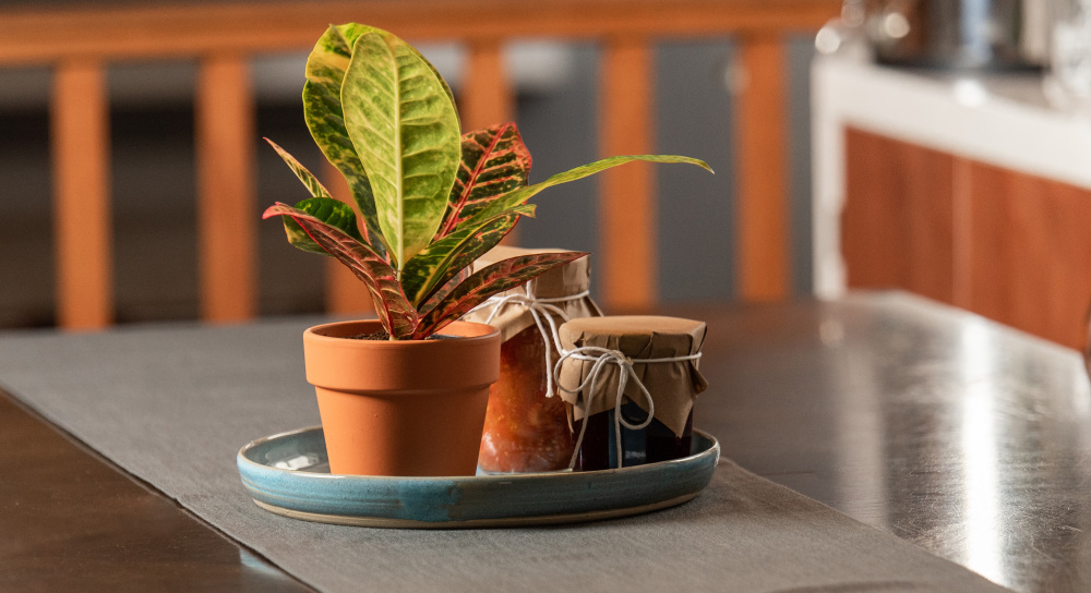 Croton plant care, living house plant care, croton care, living house