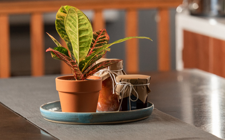 Croton plant care, living house plant care, croton care, living house
