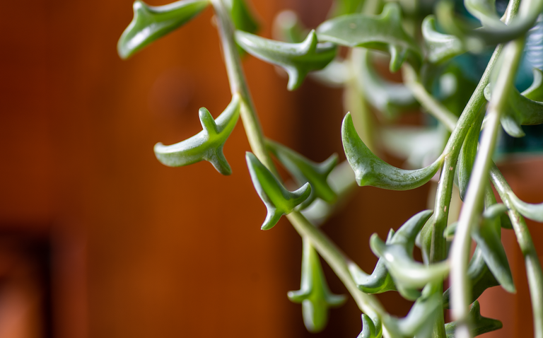 string of dolphins, plant care, string series plants