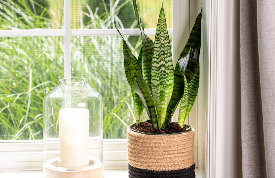 Sansevieria