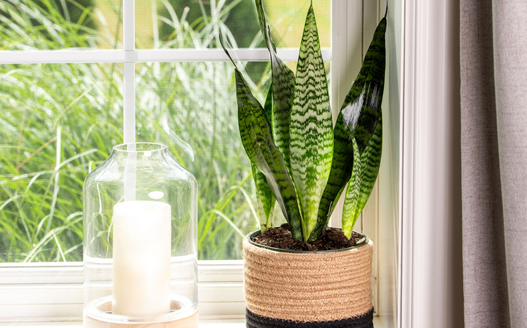 Sansevieria