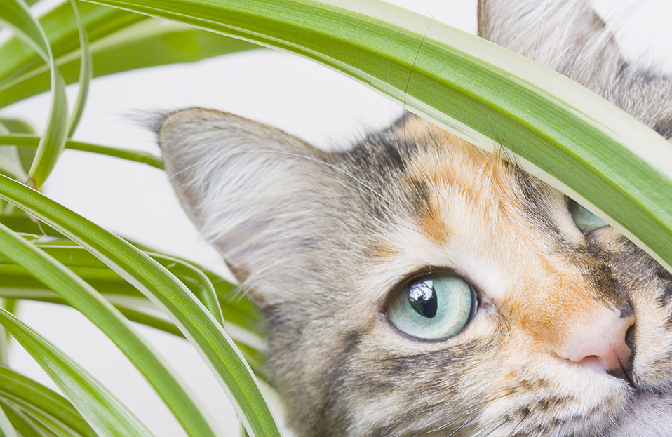 Spider Plant with Housecat