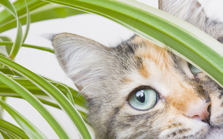 Spider Plant with Housecat