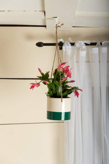 How to Care for the Zygo Cactus, Zygo Cactus care, christmas cactus care, thanksgiving cactus care, easter cactus care, living house plants, bayview flowers, daisy ai, ai powered plant care