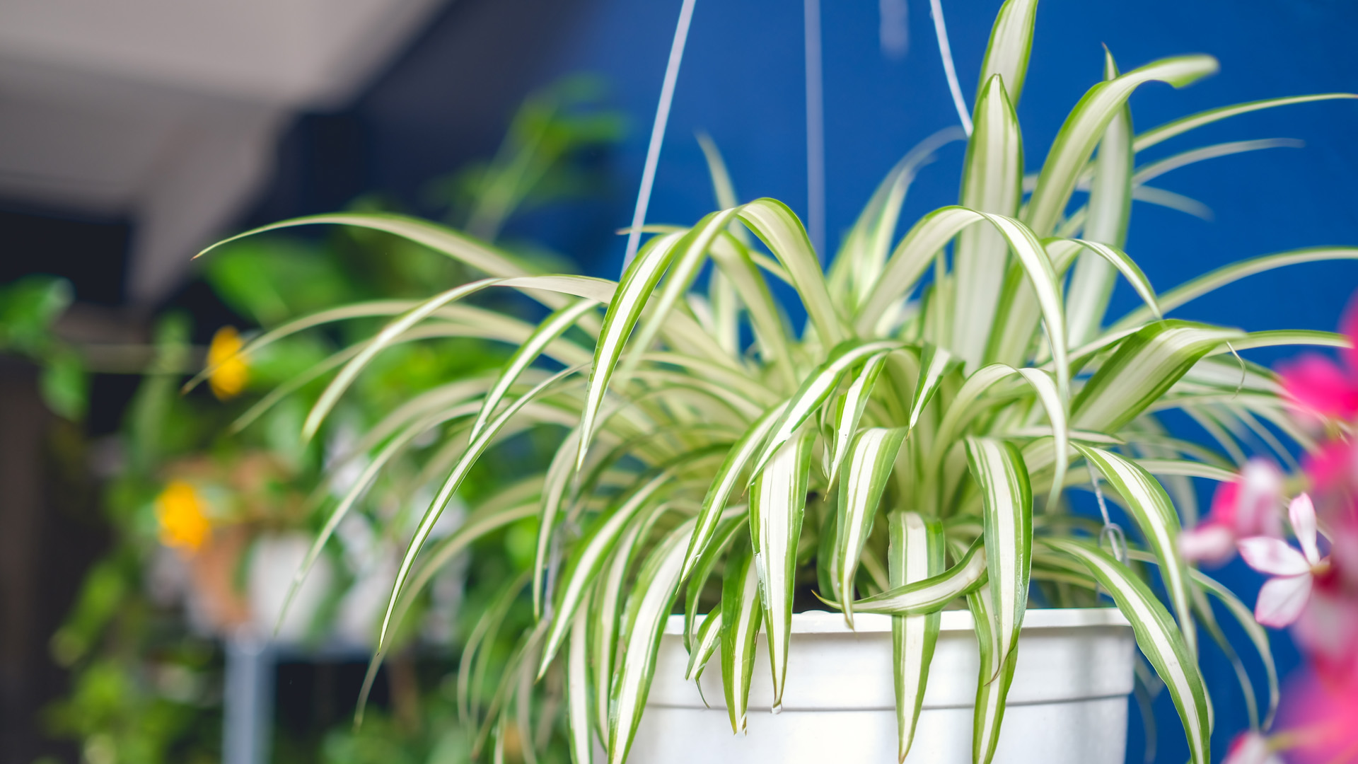 How to care for your Spider Plant Living House