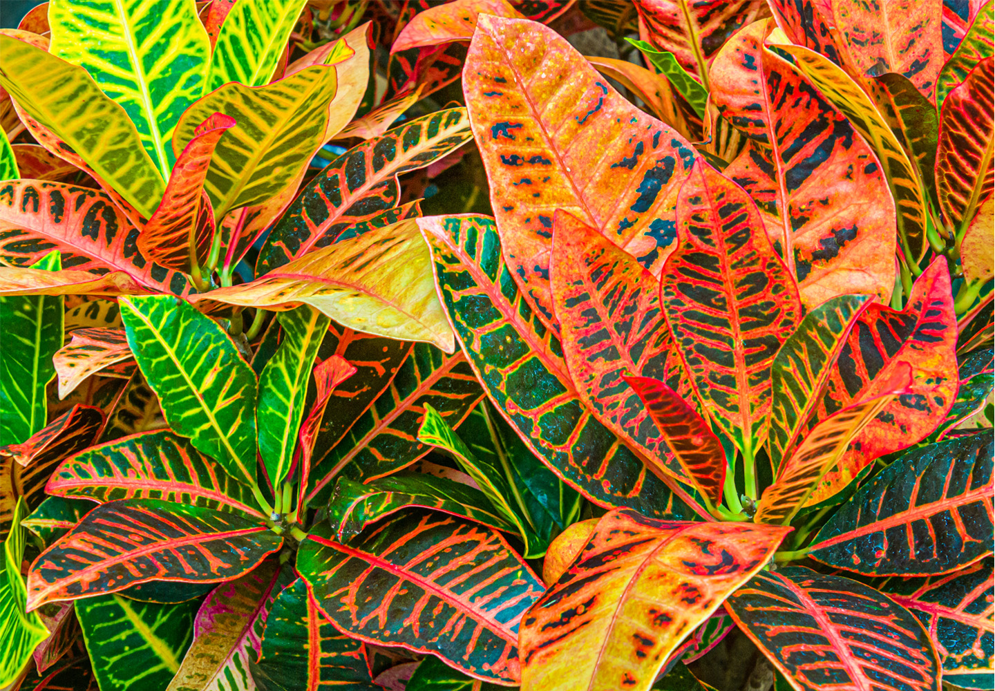 How to care for your Croton Plant - Living House Croton Plant
