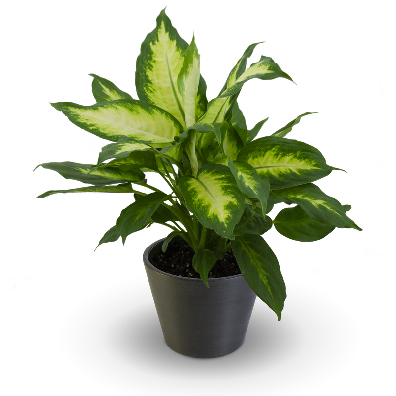 Dieffenbachia Camille