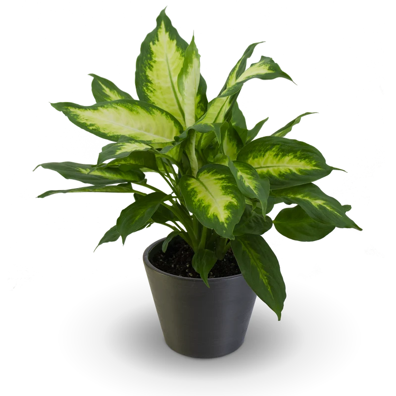 Dieffenbachia Camille