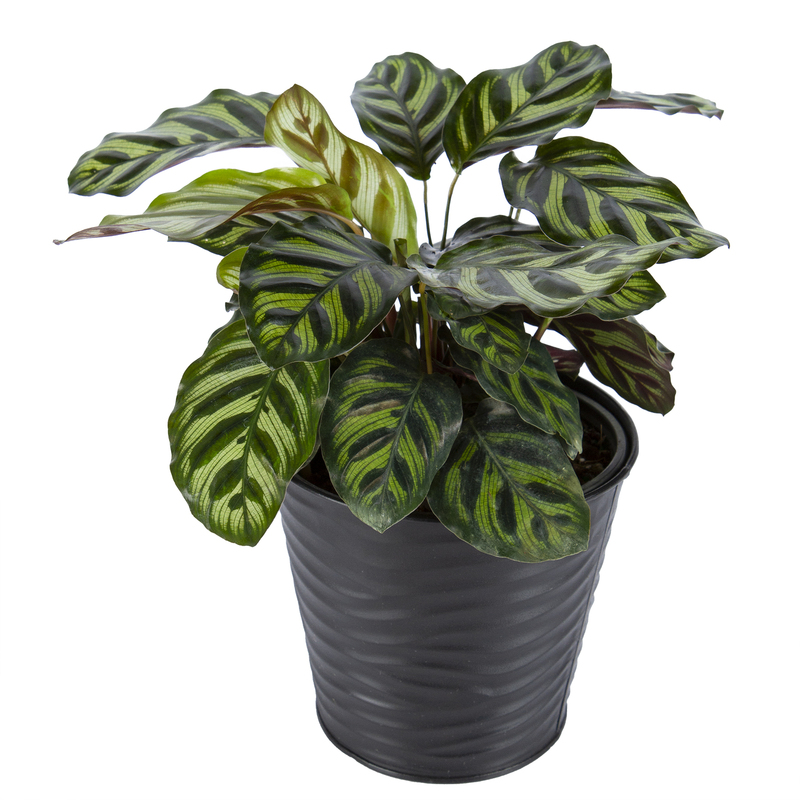 Calathea