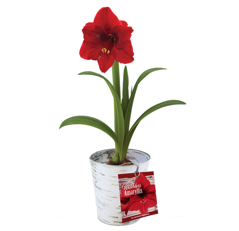 Waterless Amaryllis